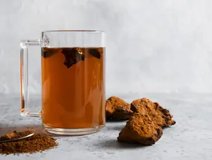 Chaga – the mushroom of immortality