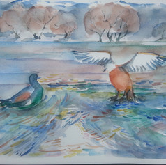 Paradise Ducks. Cardrona River.