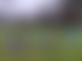 Young Athletes Impress at Wicklow B Cross Country Championships