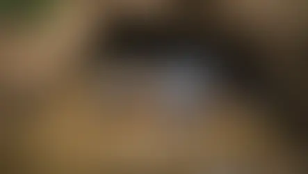 Exploring the Enigmatic World of the Platypus: Their Habitat, Diet, and Unique Characteristics