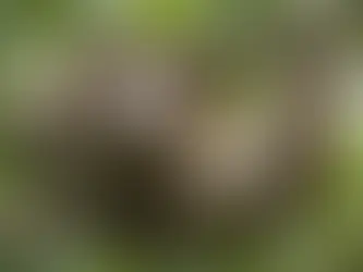 The Enigmatic World of Sloths: A Comprehensive Exploration