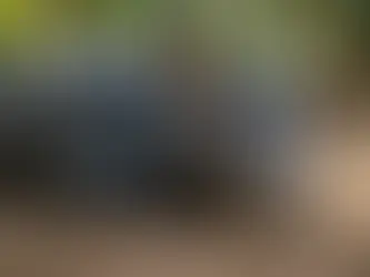World of South American Tapirs: Their Habitat, Reproduction, Diet, and Unique Importance