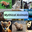 Writer: Mythical Animals