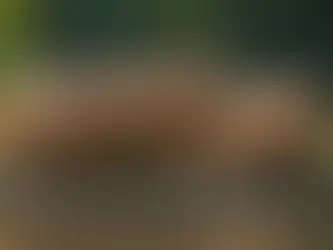 Lives of Capybara Exploring Their Reproduction, Habitat, Diet, and Intriguing Facts