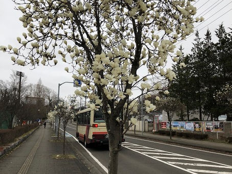 ハクモクレンの花