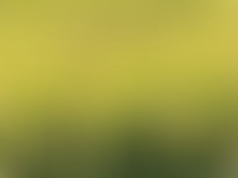 稲穂が黄色くなってきました