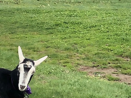 ブログネタが・・・