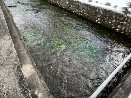 つめたい雨です