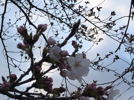 桜が咲き始めました