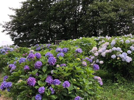 あじさいロード