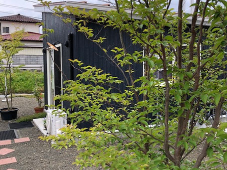 庭の木