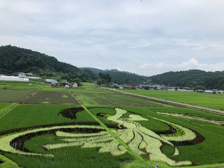 田んぼアート