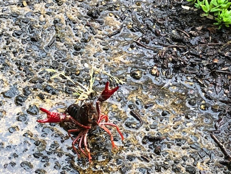 ザリガニがいました