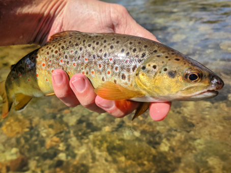 Fishing The Good Fight