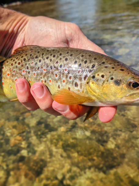 Fishing The Good Fight