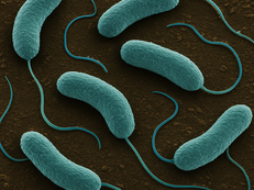 Flesh-eating Bacteria That Killed New Yorker is Spreading