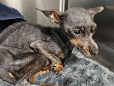 Niagara County Woman Charged After Dog Rescued for Starvation Dies on Christmas