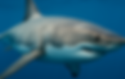 Giant Shark Tracked From Florida to New York Sparks Swimmer Concerns