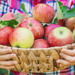 Apple picking kick off at Becker Farms