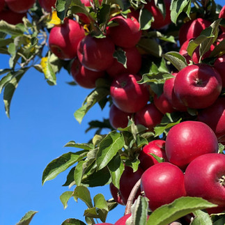 Becker Farms Celebrates its 130th Family Farm Anniversary with Best Apple Crop Ever!