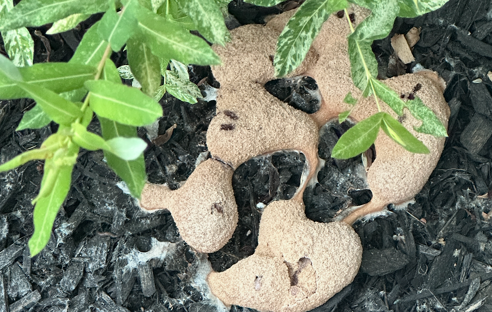 Why ‘Dog Vomit Slime’ Is Spreading Across New York This Summer