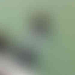 MarineLand's Troubled Legacy: A Story of Animal Abuse and Legal Battles