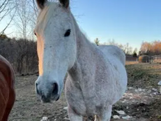 Statewide Hunt Underway for Stolen Horse with Medical Needs from Upstate New York