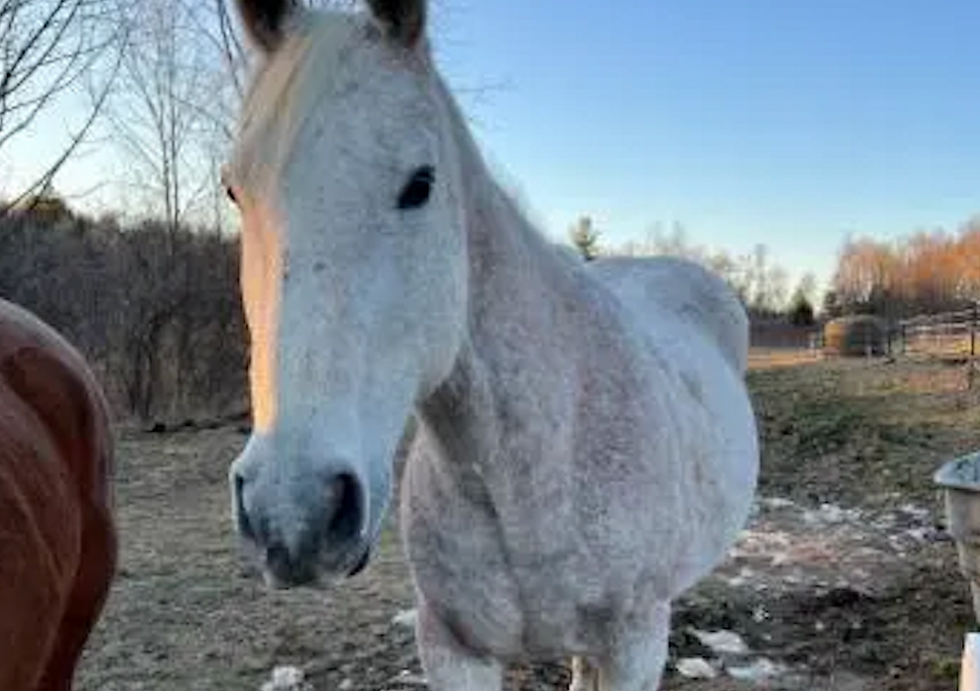 Statewide Hunt Underway for Stolen Horse with Medical Needs from Upstate New York