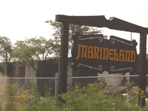 MarineLand's Troubled Legacy: A Story of Animal Abuse and Legal Battles