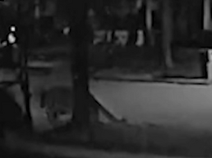 VIDEO: DEC Investigating Mountain Lion Sighting in Upstate New York Residential Neighborhood