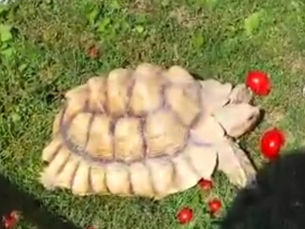 Tortoise on the Run in Niagara County - Help Find Owner's Beloved 30-year-old Friend