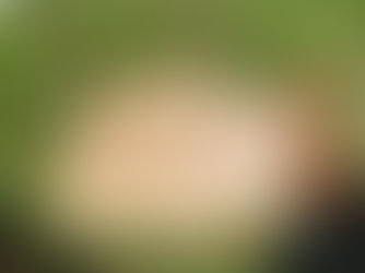 Tortoise on the Run in Niagara County - Help Find Owner's Beloved 30-year-old Friend