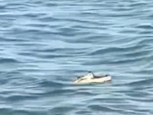 Alligator Spotted in Lake Erie Leaves Locals Astonished