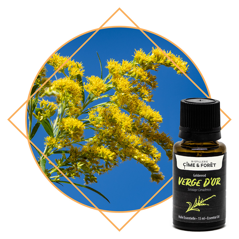 Verge d'or