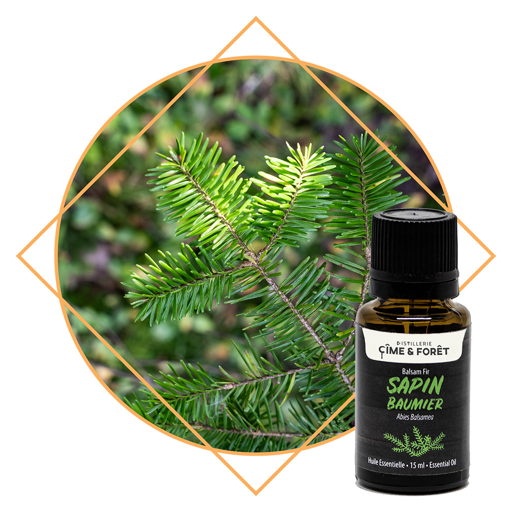 Sapin baumier