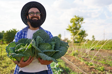pickled-cabbage-hands-smiling-male-farmer-man-farmer-holding-cabbage-green-foliage-harvest