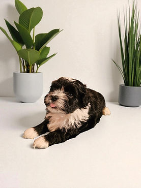 irish pied boy phoenix-Photoroom.jpg