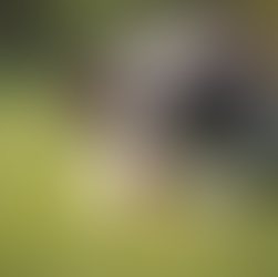 Why Puppy Culture Matters in Havanese Breeding