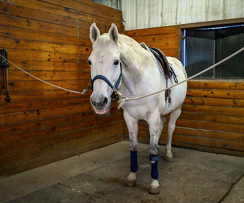 Southlake Equestrian (14 of 20).jpg