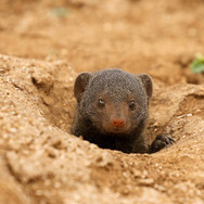 Dwarf-Mongoose-Dulini-Private-Game-Reserve