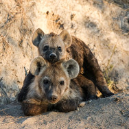 Mating-Hyena-Dulini-Private-Game-Reserve