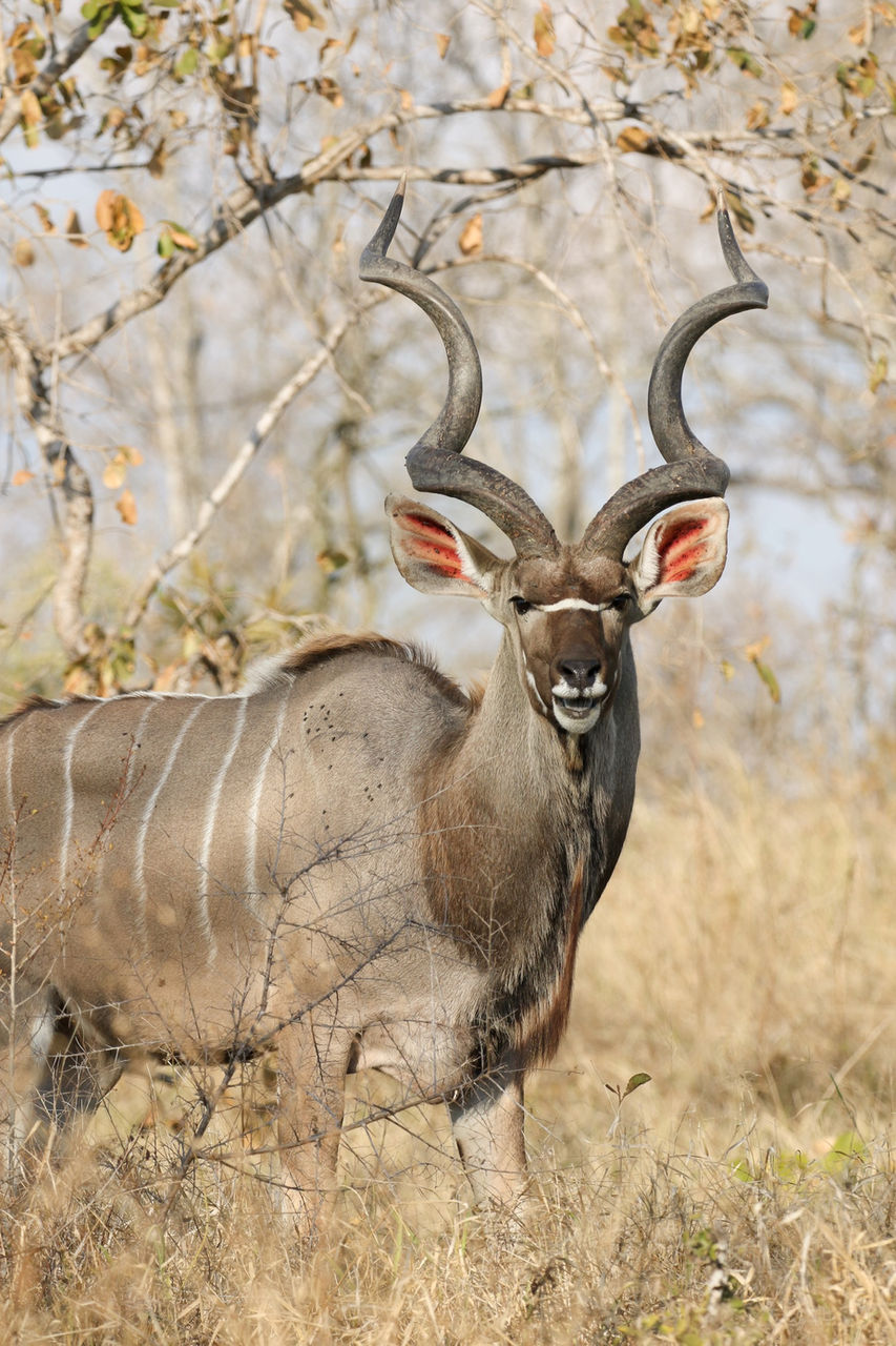 Luxury Safari Game Viewing at Dulini Private Game Reserve