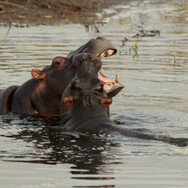 Hippo-Dulini-Private-Game-Reserve