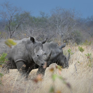 Rhino-Dulini-Private-Game-Reserve