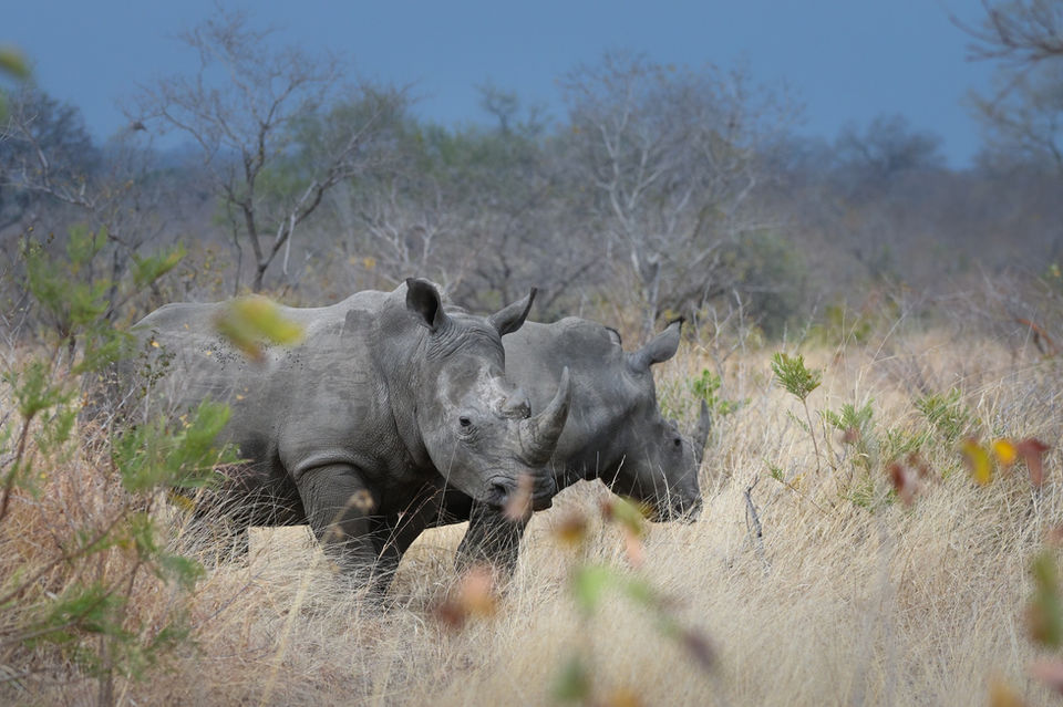 Conservation lies at the heart of Dulini's purpose, Dulini Private Game Reserve, Sabi Sand, South Africa