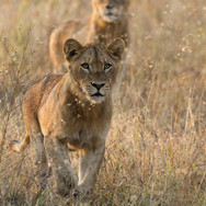 Lioness-on-the-hunt-Dulini-Private-Game-Reserve