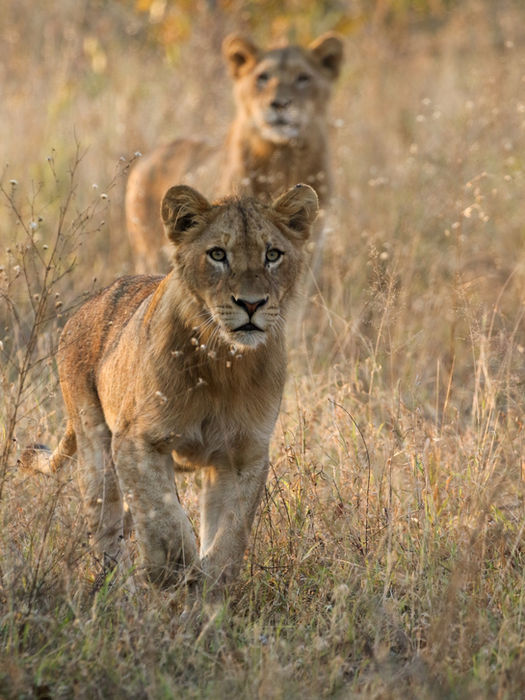 Experience the thrill of the hunt, Dulini Private Game Reserve, Sabi Sand, South Africa