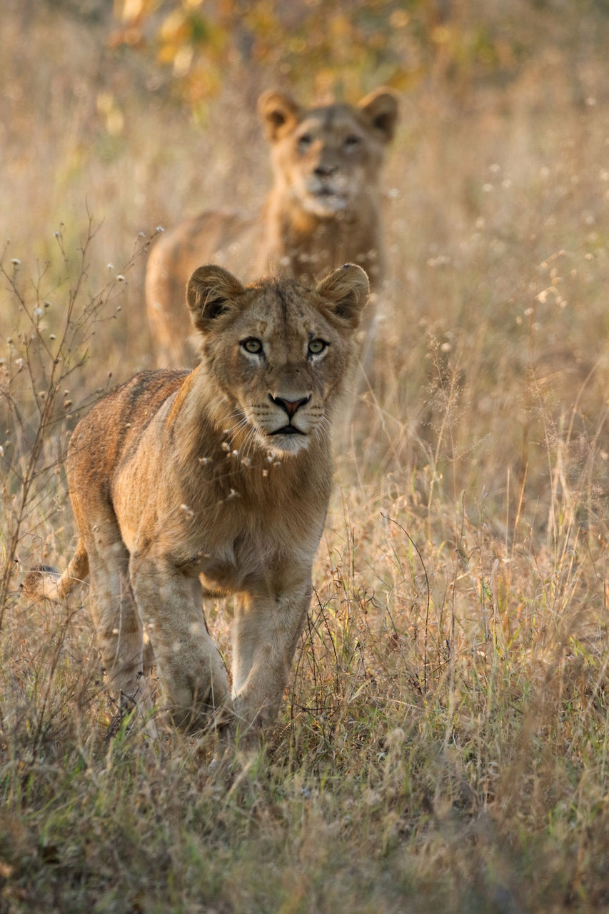 Experience the thrill of the hunt, Dulini Private Game Reserve, Sabi Sand, South Africa
