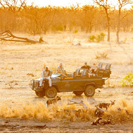 Wild-Dog-Dulini-Private-Game-Reserve