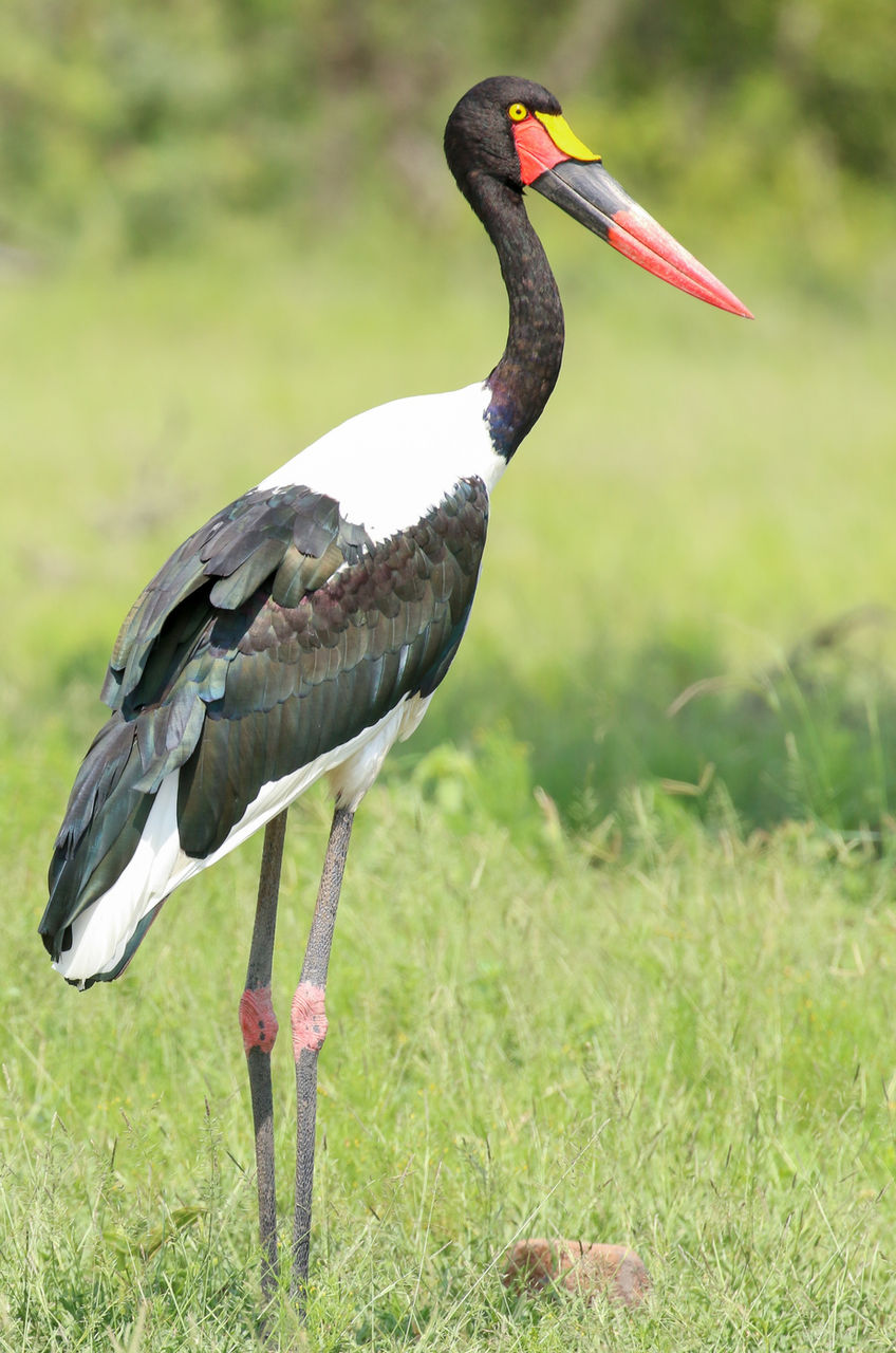 Saddle-Billed Stork, Dulini Private Game Reserve, Sabi Sand, South Africa